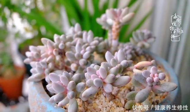 冬季,属于多肉的季节!养多肉的你喜欢冬天吗!
