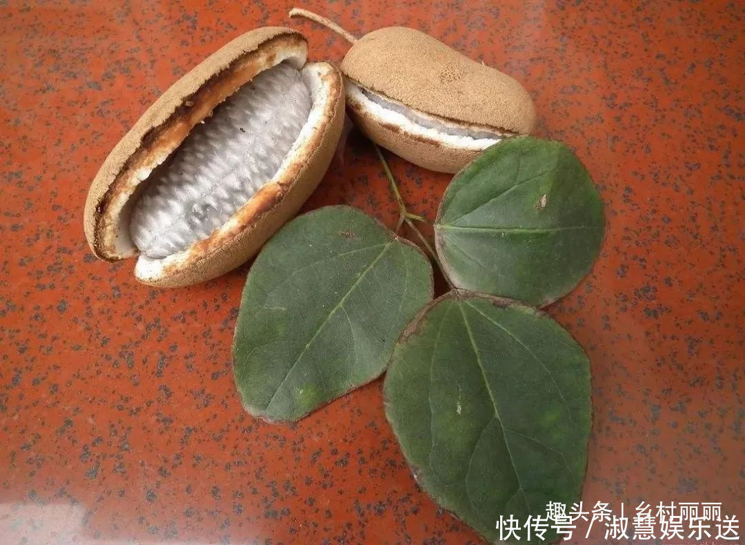 果实|山里的野果是农村童年最珍贵的零食,吃过的至少是90后