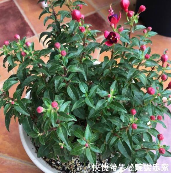 吊兰|绿萝、吊兰不要再养了,养上4种花,美感更足,还格外的富贵