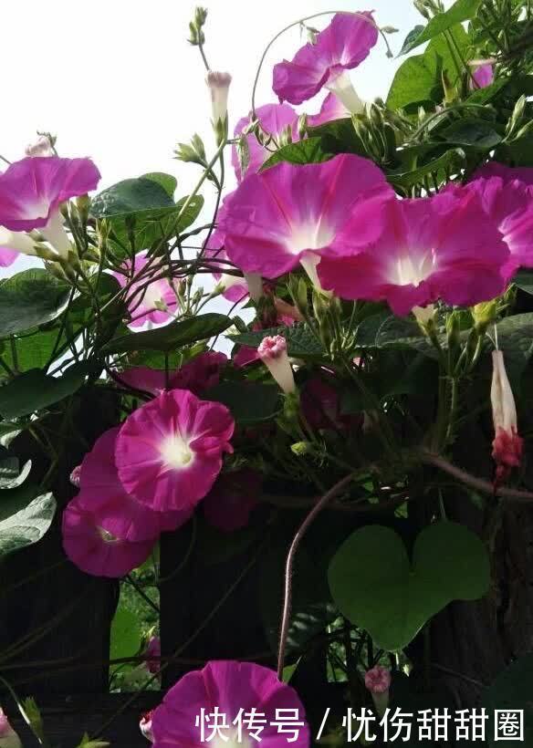 春天就养这2种花，一盆可以开一整个阳台的花儿，漂亮清新