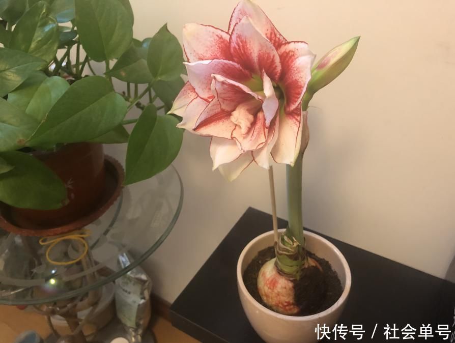 营养液|朱顶红埋土里，如何能年年开花，球变大、变多？