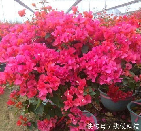 去河边挖点它,用来扦插花卉,只需5天就生根,一下养出十几盆