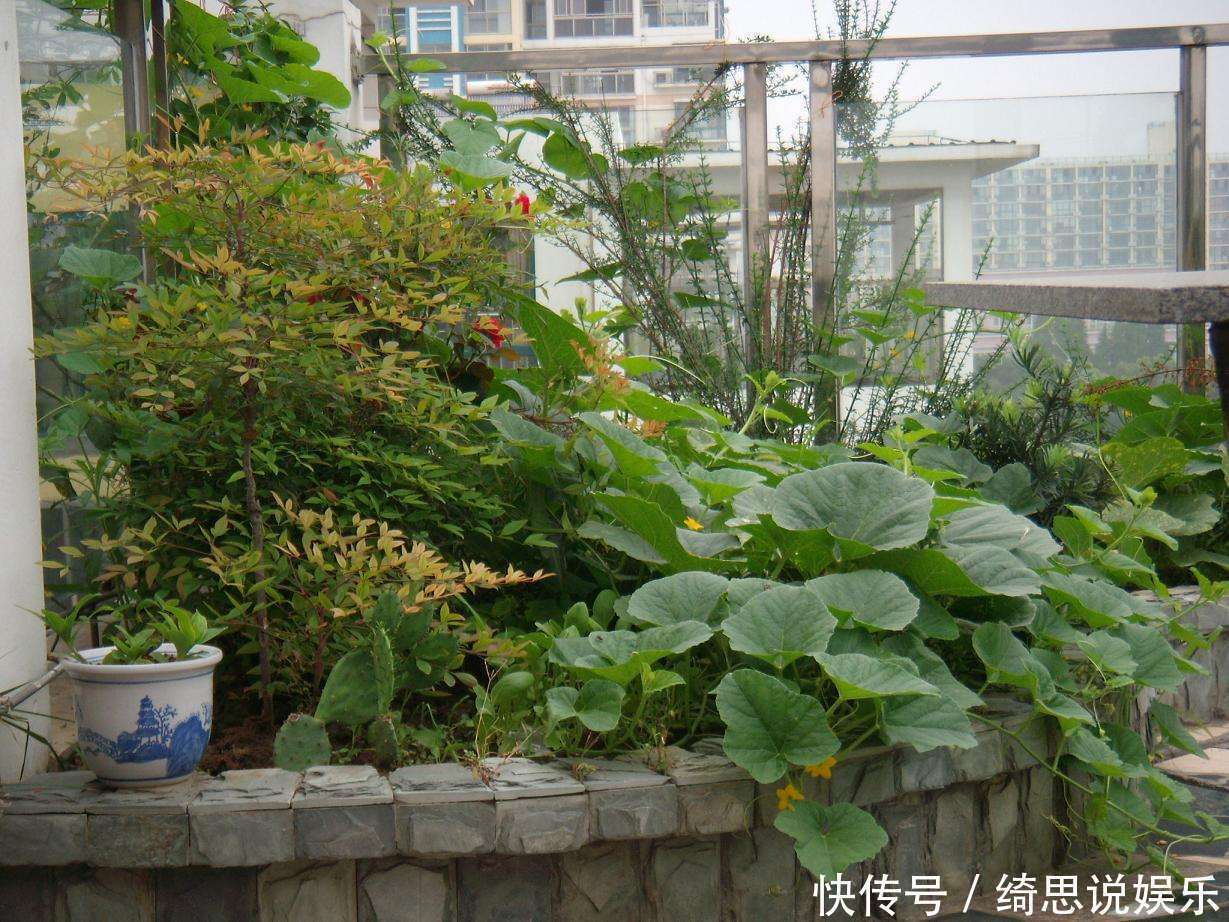 不用熟透就能吃,种阳台上不用管,一年不用买菜!