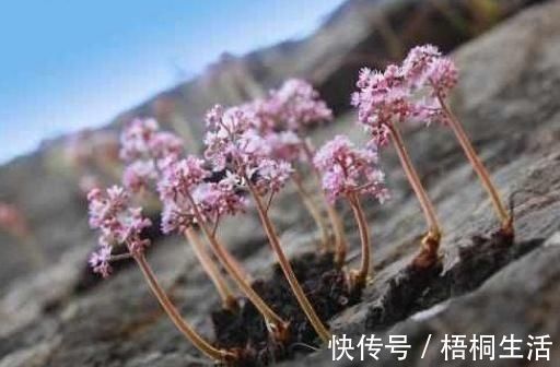 写真|长在石头缝里的开花植物,遇见一棵你就发大财了,来看看你见过吗