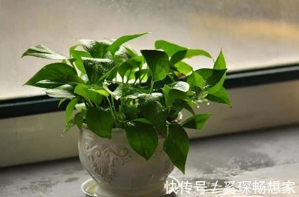 睡眠质量|卧室养花不了解这些,随意盆栽可能会引发失眠、没精神、一身病