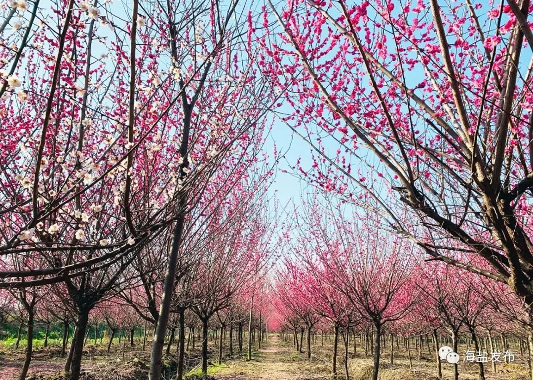 梅花盛开，芳香自来！海盐这个地方简直美爆了！