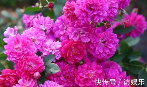 喜欢玫瑰,不妨试试“珍品玫瑰”甜蜜马车,花开爆盆,观赏性极高