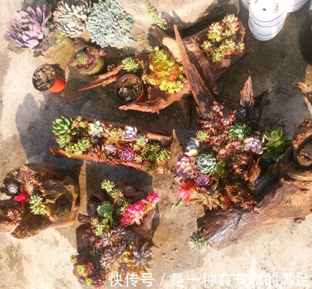 四川大哥养多肉,创意无极限,生活巴适得很!