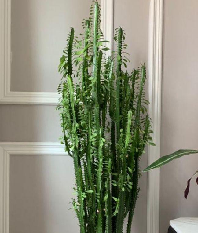 4种花一定要养，长势喜人，旺宅旺事业，打理简单，寓意好