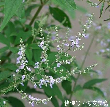 盆景|乡下一种“柴火木”,年年砍不绝,如今做成高档盆景,很受人欢迎