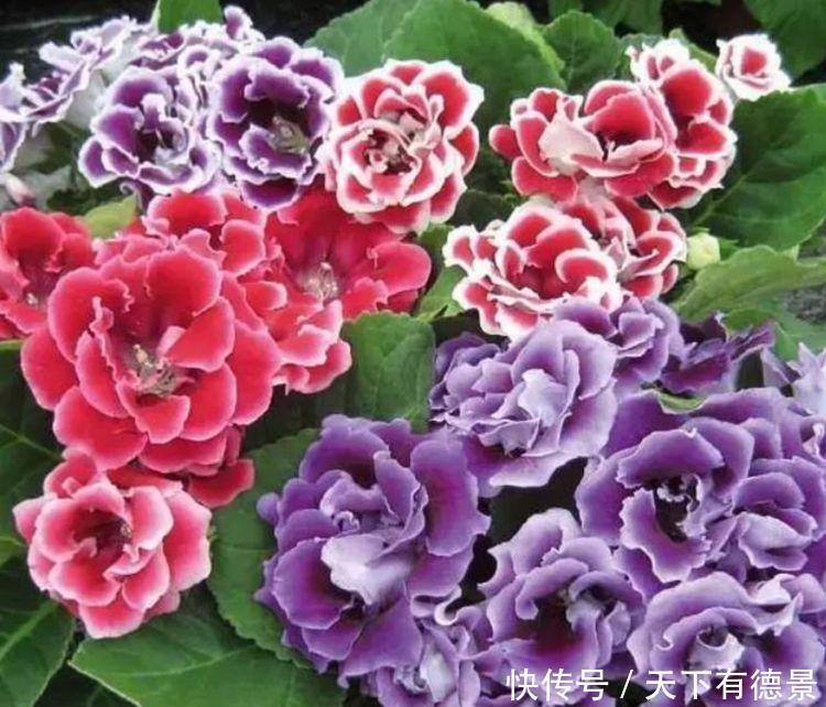 3种花,堪称“开花机器”,随便一养开满盆,开花一茬茬!