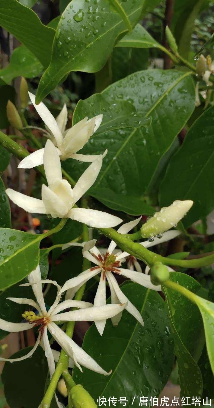 4种花颜值高，但是养护起来太难，新手最好别入！