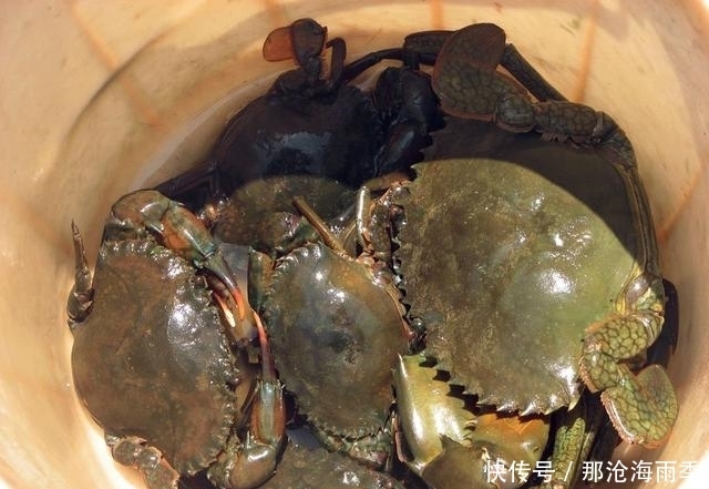 听说澳大利亚是个不会钓鱼都能钓上来鱼的地方,果然钓爆了