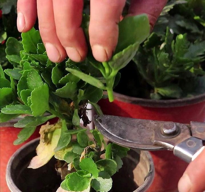 长寿花有“4喜3怕”,避开小坑,快速开花一大片,太省心了