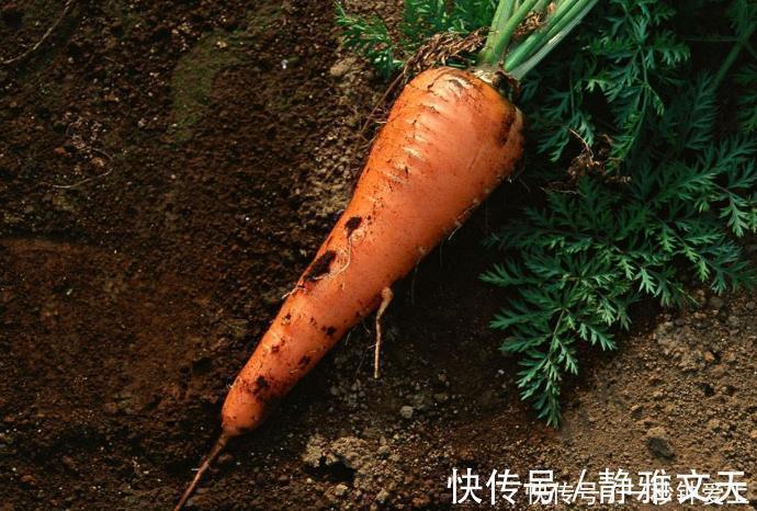 禁忌|让人倒下的不是病,而是无知吃胡萝卜的一大禁忌,大多人不了解