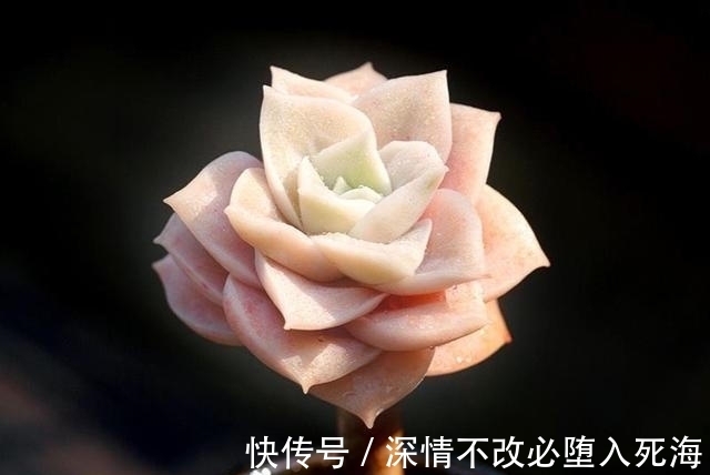 养多肉不叶插不完美，6个品种的叶插苗都是多头，成活率非常高