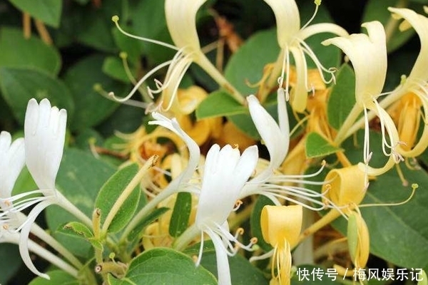 此花代表奉献与诚实的爱,全心全意的去爱,象征着无私的奉献