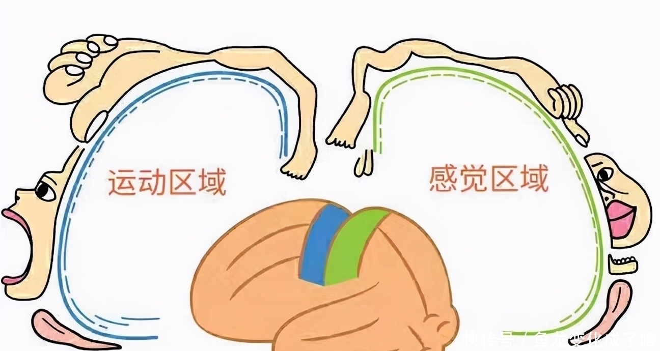 宝宝|牛津大学博士:宝宝身上这2个地方,父母要多摸,孩子将来更聪明