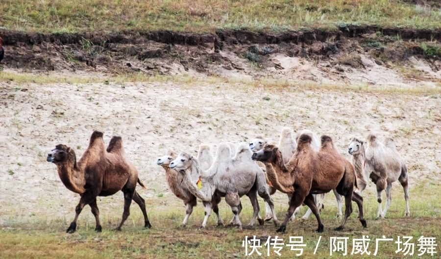 日落|中秋节在乌兰布统敖包吐后山，拍摄骆驼冲沙，遇见美丽的晚霞