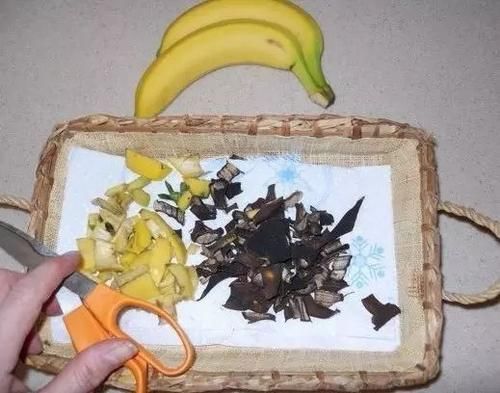 花草养不活，放点香蕉皮，打鸡血一样疯长！