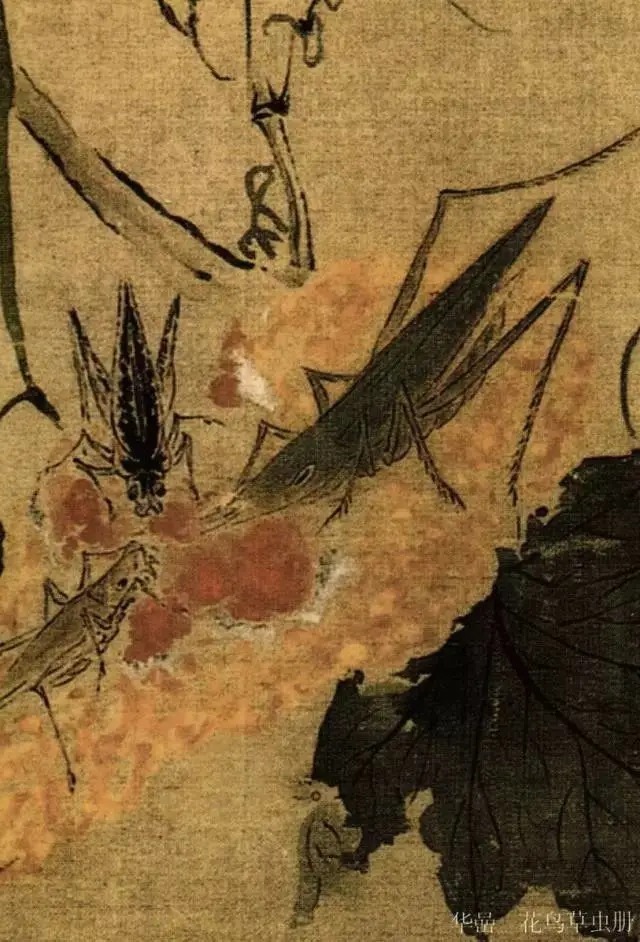 蝈蝈$国画技法图典——草虫篇:蝗虫 蚂蚱 蝈蝈 螽斯 螳螂 蟋蟀