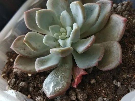 花叶子噗噗冒水珠,恭喜你,把花养灵了!