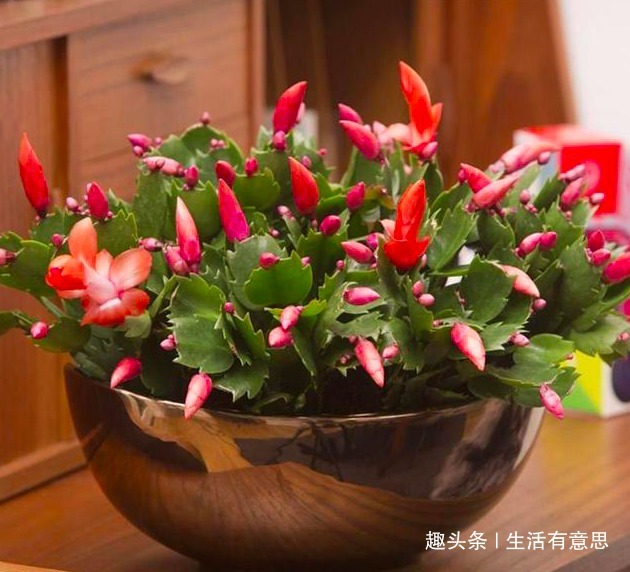 老花匠提醒想要蟹爪兰开花多,除了浇水和施肥,还有几点要注意