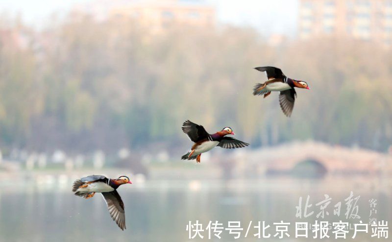 鸳鸯|冬日美景！一大波鸳鸯飞抵龙潭湖，和野鸭同池嬉戏真热闹