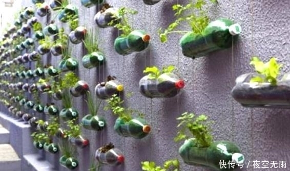 新意|花友直接用旧地毯做成种菜的工具,颇有新意,以后不愁没种菜盆了