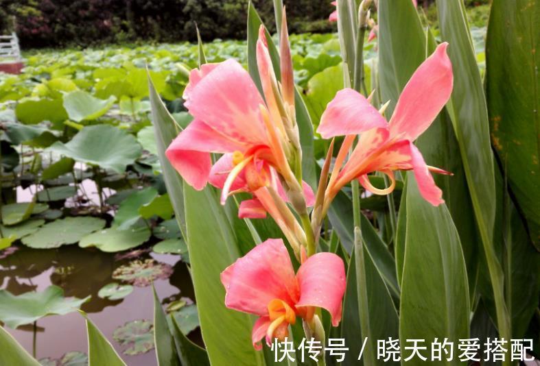 叶片|管不住手就养10种花，颜值高好养护，丢水里呼呼长满盆