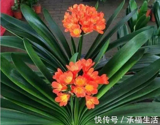虹彩石|5种花懒人花,好养易活不易生病,有阳光就爆盆