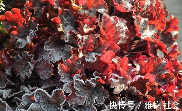 最不耐寒的“三种花”，天冷赶紧搬进屋，小心冻黄又冻伤