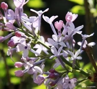 蓝紫色|此花被称为天国之花,从古至今都备受宠爱,浑身散发着高贵的气息