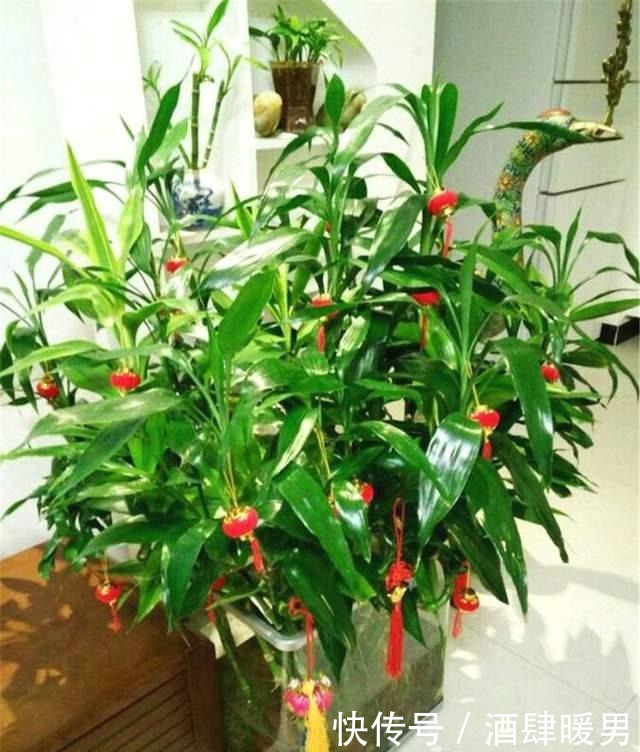 5种“吉利花”,冬天是“难关”,再漂亮也别买,买了也是浪费钱!