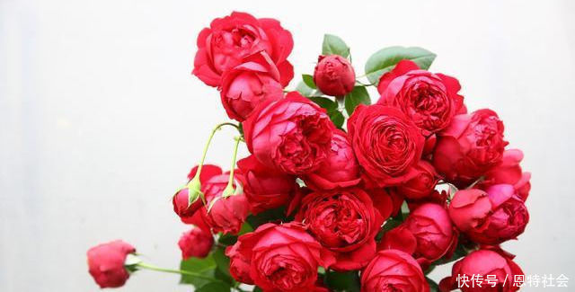 全年开花，花美又香甜，花量巨大，好养的盆栽，耐寒耐热不生病