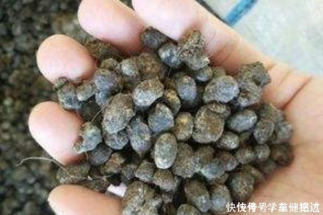 锯末|养花土不用买,3种料放在花盆下,就是花卉万能土,养啥旺啥!