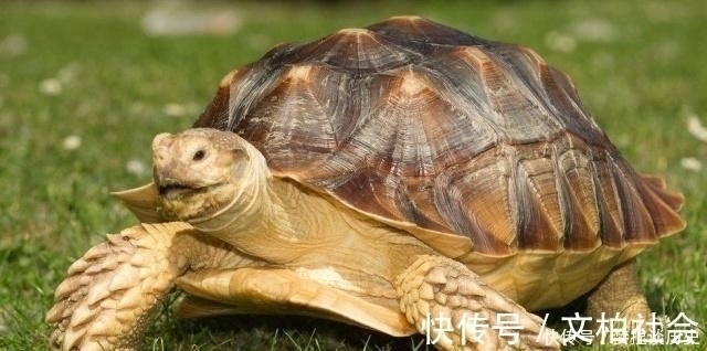 宠物#上古传说中的“四大灵兽”,现在只有一种存在,却成了宠物!