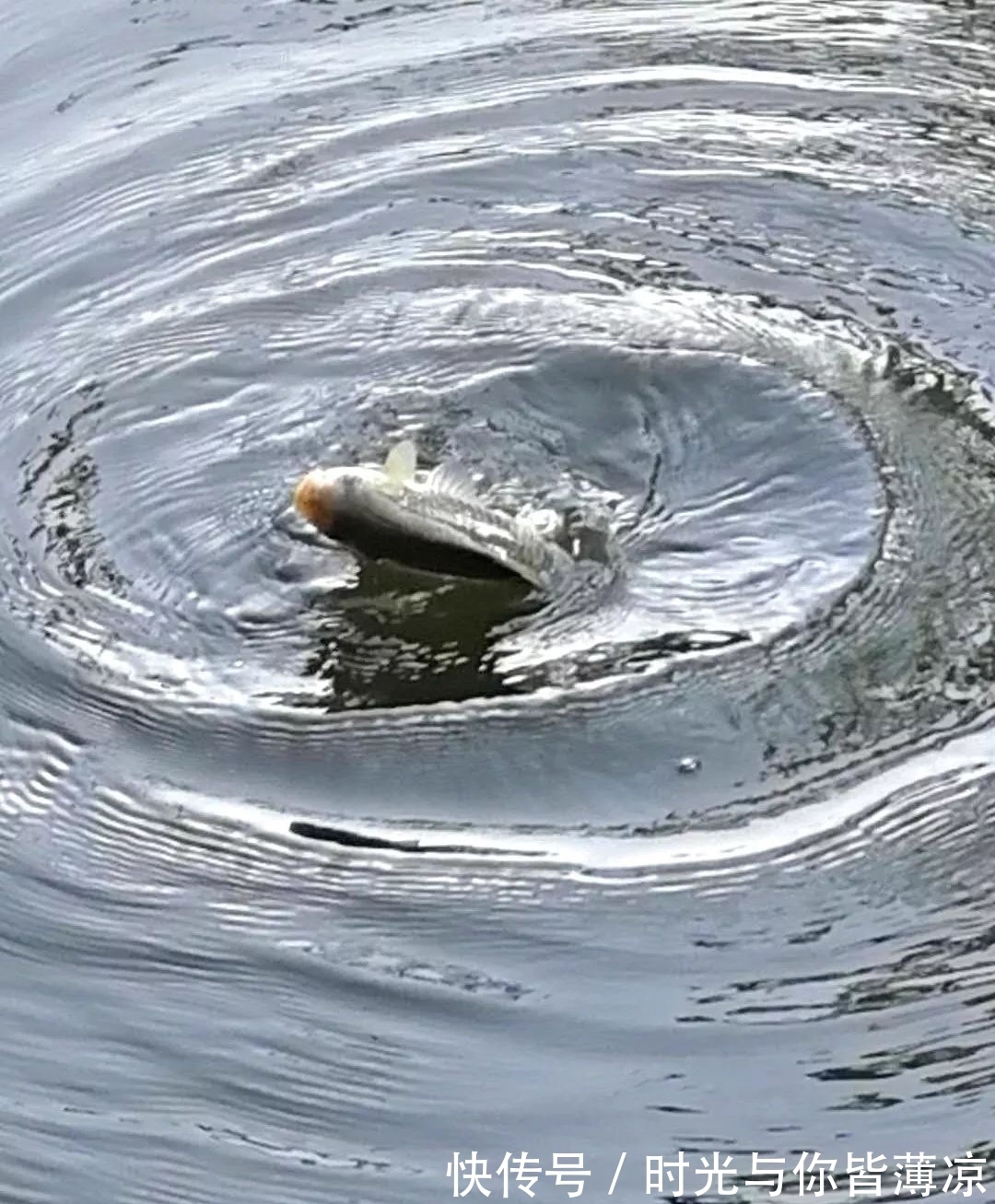 钓鱼的时候浮漂无动静,提竿却中鱼了,这是什么原因呢?