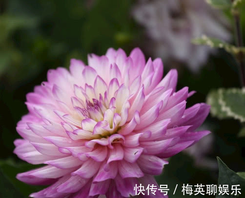 庭院公园|大丽花开花少怎么办教你3个小妙招,不仅开花更多枝叶还旺盛