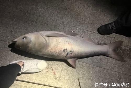 钓具|男子湘江“可视化锚鱼”,几十斤大鱼接连上岸,网友能钓光湘江鱼