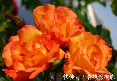 “高端品花”宠爱小姐，金蕊红衣，妖娆秀丽，堪称养花必备