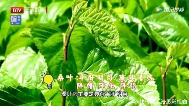它被誉为“神仙叶”,每天一把泡水喝,三高慢慢降下来,益寿延年