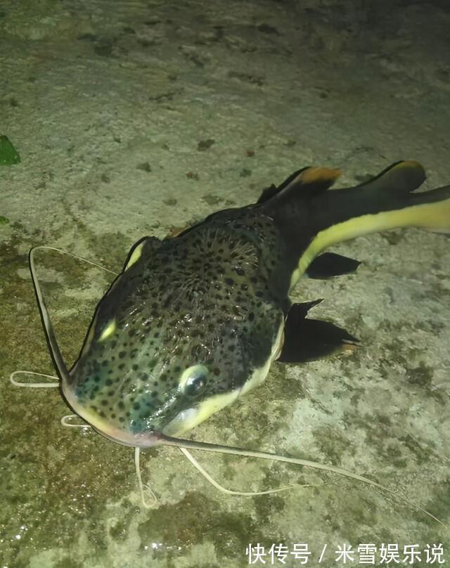 有人珠江钓起“大嘴巨鲶”,几十斤重,钓鱼人:一肚子鱼籽