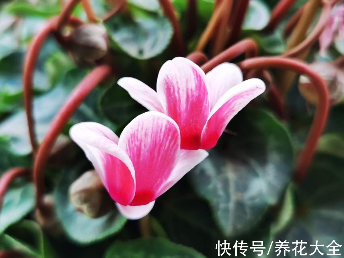 蟹爪兰|4种花冬天扦插反而更好，大白根呼呼冒，春天就开花