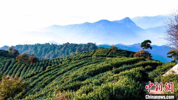 左山|大别山区安徽金寨：秋色惊艳 层林尽染