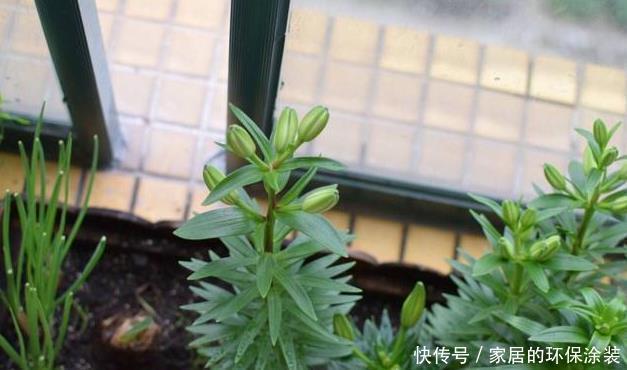 虫子|养花土,用一个塑料袋,轻松杀虫灭菌,花盆里一个虫子都没有