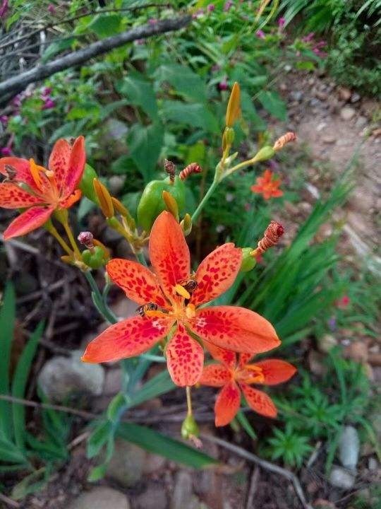 容易读错名字的花,每一种都常见,你中招了吗