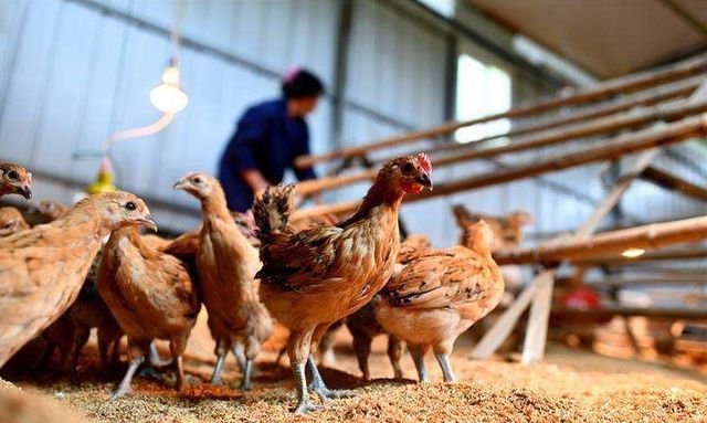 感冒咳嗽|冬季散养鸡容易感冒咳嗽,用这个方法可以一劳永逸