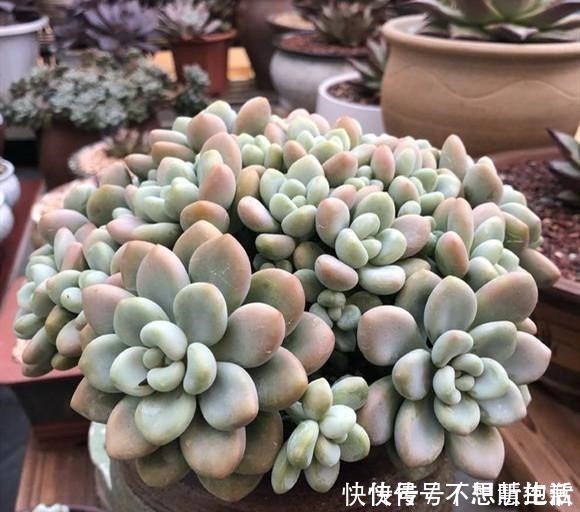 家庭|家庭养多肉,掌握这7点,就没有养不好的多肉植物!
