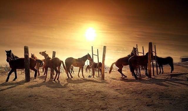 进口|宋朝从 “进口”战马,到王朝覆灭,学者:历史教训绝不能忘